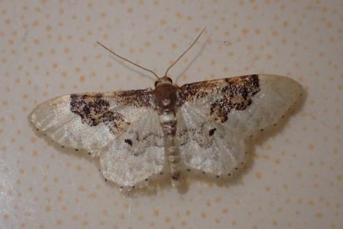 Réf. 186 079 : Idaea rusticata